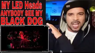 Led Zeppelin REACTION -BLACK Dog HIP HOP REACTOR reacts to Led Zeppelin