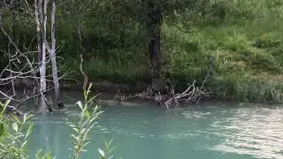 Biber Sichtung im Oberengadin