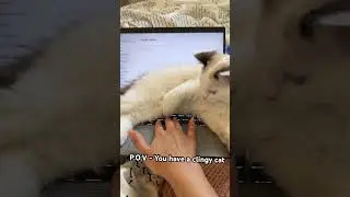 Living with a Clingy cat.  #ragdoll  #clingycat #cats #funny