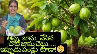 Home Garden Guava Plant Growth & Care
