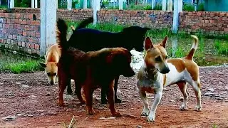 Wow 3 girl try to hugs One young boy they love cute boy very much many style to tack care boy