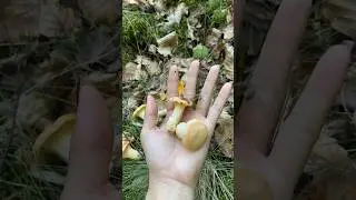 I found this mushrooms #mushroom #jamur #panenjamur#panen #pickmushrooms #wildmushroom #shorts