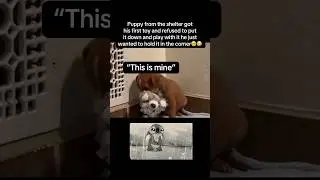 Puppy claimed the toy🥺 #fyp #viral #animals #dog #dogs #puppy #puppies #cute #aww #fypシ #shorts #yt