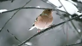 Zięba ( Fringilla coelebs )