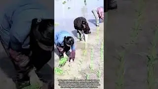 Farmers Planting Rice in Paddy Fields Using Traditional Methods
