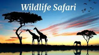 Wildlife Safari HD | African Animals, Serengeti & Okavango Scenic Relaxation Film