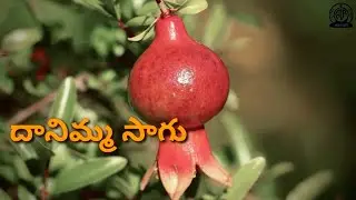 దానిమ్మ సాగు, మార్కెటింగ్ లో అనుభవాలు - Interview with Sri C.Chandrasekhar Reddy, Progressive Farmer