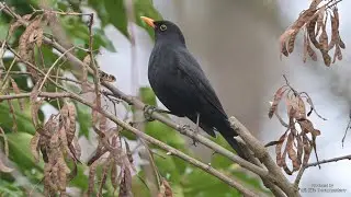Common Blackbird - feeding on delicious ivy - Amsel