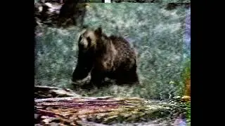 TOKLAT  1971 - Leon Ames as a mountain man befriending a Grizzly bear - lost nature film