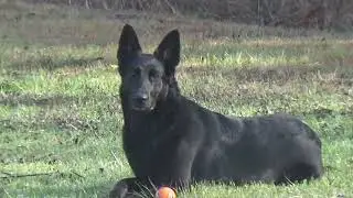 PLAYING FETCH with my black german shepherd