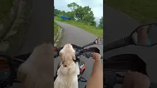 WOFWOF🐾Went out for a ride #labrador #puppy