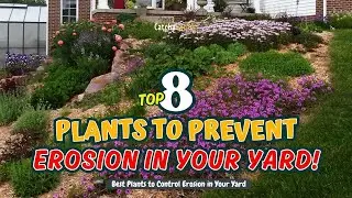 ТОП-8 растений для предотвращения эрозии в вашем дворе! 🌿🏡🌱 // Идеи для садоводства