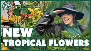 #JFTV New Tropical Flowers, Orchids & Greens - Tropical Room Walkthrough with Casey April 18, 2023