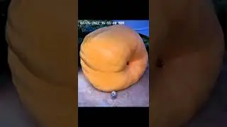 Выращиваем самую большую тыкву в мире 😱