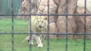 Три БЕЛОГВАРДЕЙЦА и команда РЫЖИКА! Парк львов Тайган ❤️ 