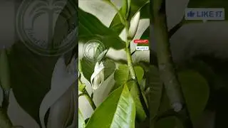 Swet Champaca Flowering ❤️🌿🌱 | Heavy Flowering 💐 After Heavy Rain 🌧 | Magnolia &times; Alba Flowering 🪴