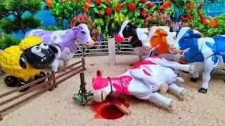 Proses Potong Sapi Kurban - Truk Oleng Angkut Sapi, Hewan Kerbau dan Unta #475