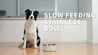 All for paws - Slow Feeding Stainless Bowl
