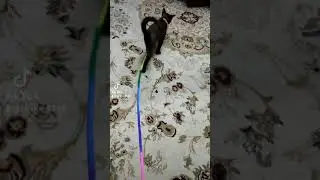 Весёлая Фася и Милочка со своим поводком 😊.#cat  #забавныеживотные #котики#fluffy #animals #cat