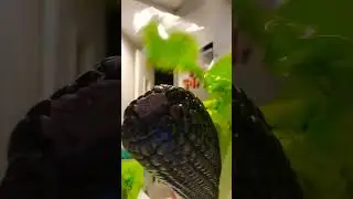 🌈asmr peeling black corn anyone show it the black corn?#youtubeshorts#short #viralshorts#india#