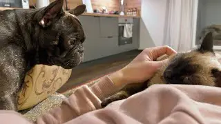 This Jealous French Bulldog Won&rsquo;t Let Me Touch the Cat!