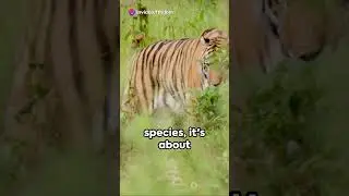 Tiger Conservation  Cambodia's Roaring #savinganimal #tigers #SaveTigersCambodia #CambodiaTigers