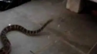 Bothrops leucurus Fast Bite!!