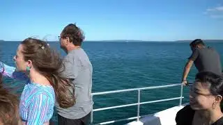 Jervis Bay Dolphin Cruise 🐬 | Up Close with Wild Dolphins in Paradise!