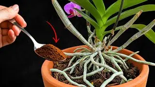 Just pour 1 spoon! Thousands of orchids bloom continuously all year round