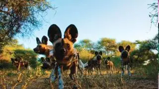 african-wild-dog