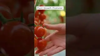 Best Plant Growth Promoter for Plants!! Part - 3  #agricultura #agriculture #cropproduction