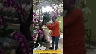 Jak przymocować storczyki księżycowe do łodyg paproci | Antika Orchids #moonorchids #orchids