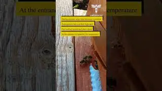 During summer when heat becomes a problem bees quickly take out their high tech fan cooling system a