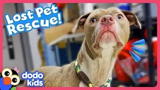 Dog Rescuers Won&rsquo;t Quit Until They Find Lost Pet&rsquo;s Family | Dodo Kids | Rescued!