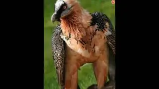 This bird lays its eggs in the sky 
