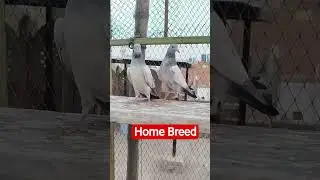 Home Breed Lakhe + sialkoti