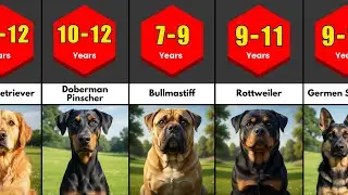 🐶 Dog Breed Ranked By Their Lifespan Comparison