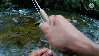 Borneo mahseer..