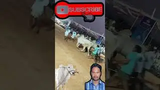 ongole jathi gittalu power full gittalu #shorts