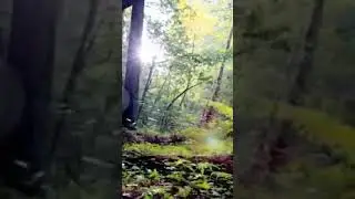 Pakistan Forest |beautiful forest of Pakistan #forest #pakistan  Best Forest - top 10 forest