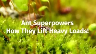 Ant Superpowers: How They Lift Heavy Loads?