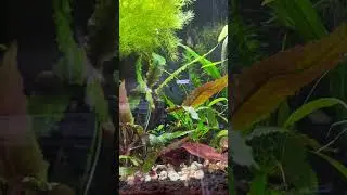 Guppy lagoon.    15 gallon fluval flex aquarium with eco complete substrate.