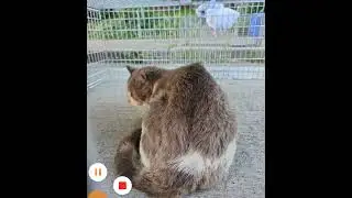 MIRACLE HEALING: Feral Cat Shot by Arrow Walks Into Rescue Trap (Animal Communication Testimonial)