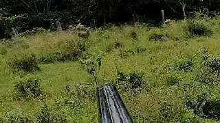 CACERIA DE VENADO CON PERROS. LE FALLÉ A UN VENADON.