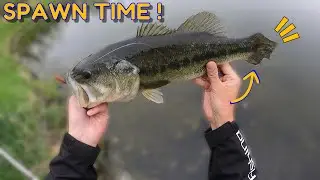 How To Catch Fish : Sight Fishing the Spawn - Illinois Spring Bass Fishing