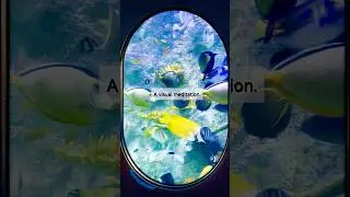 Tropical Fish Aquarium | Vibrant Energy in Beautiful Chaos | Visual Meditation | Underwater Universe