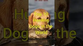 Top 10 Hunting Dogs in the World #hunting #huntingdog #dog #doglover #dogs #top10