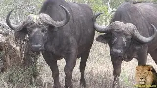 Mean African Buffalo Up Close And Dangerous