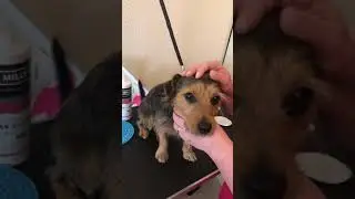 How to clean your dogs eyes & ears