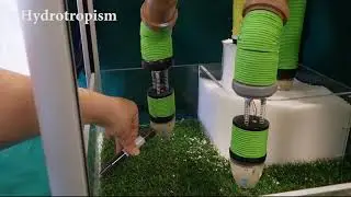 Plant inspired behavior